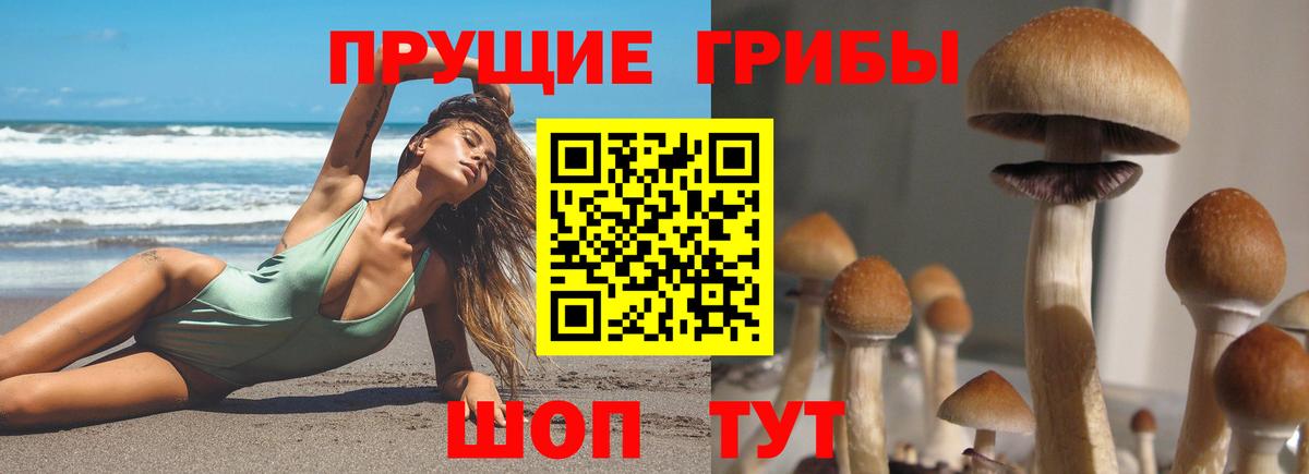 Псилоцибиновые грибы Psilocybine cubensis Ивантеевка